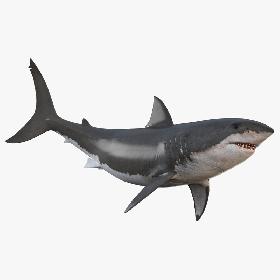 3D White Shark Animated